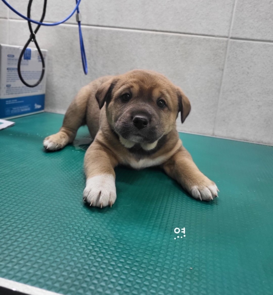 믹스견 이미지 파일 입니다.