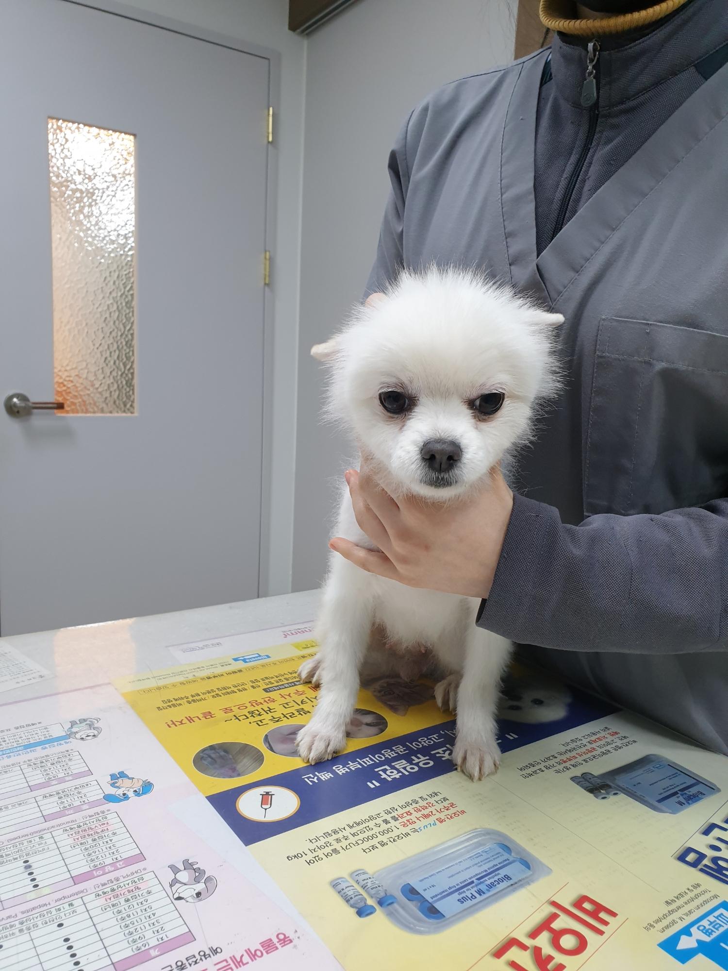 포메라니안 이미지 파일 입니다.