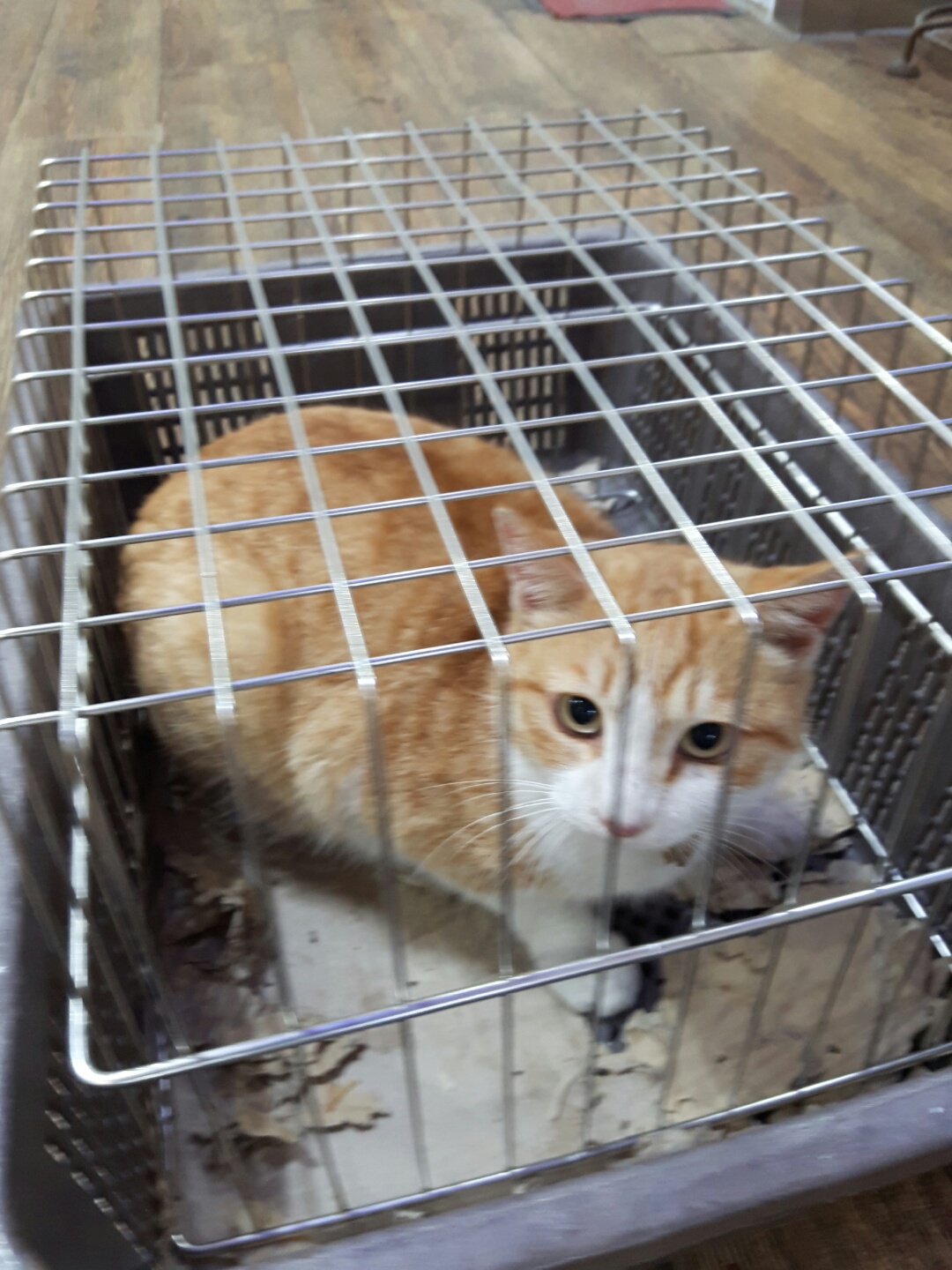 한국 고양이 이미지 파일 입니다.