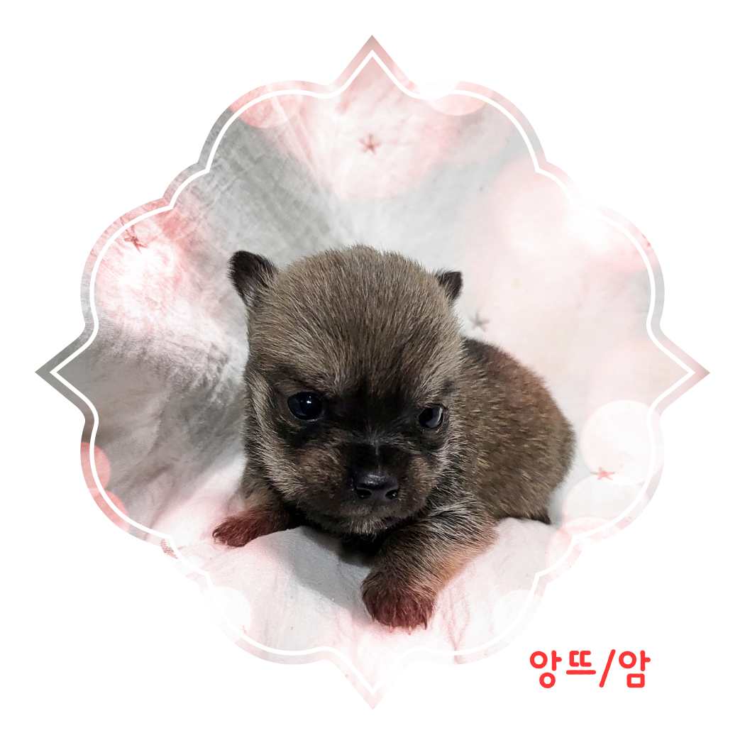 믹스견 이미지 파일 입니다.