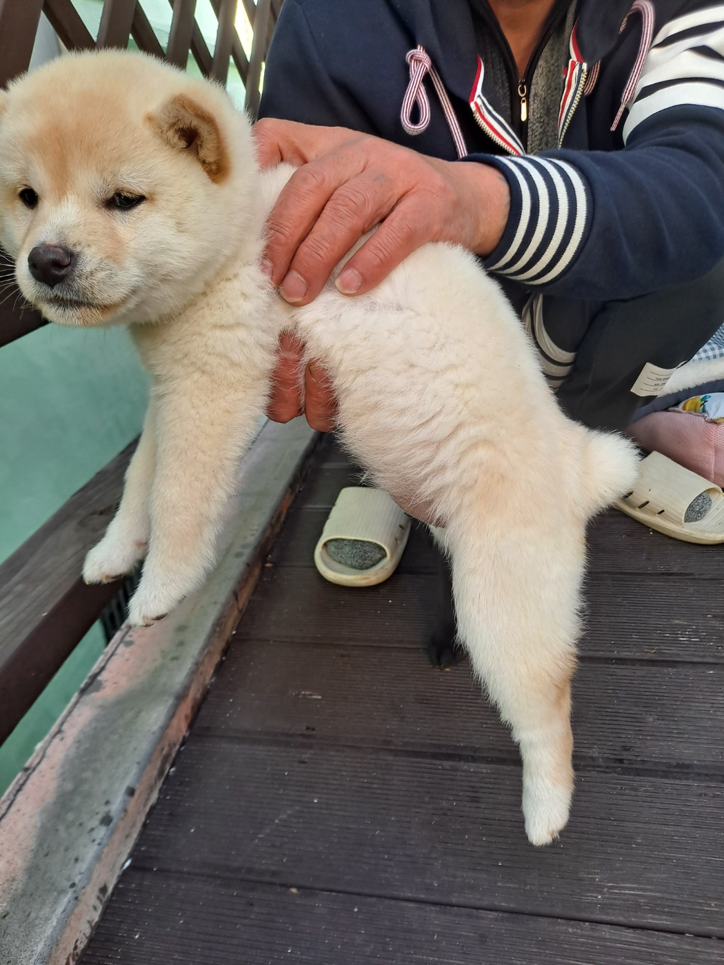 믹스견 이미지 파일 입니다.