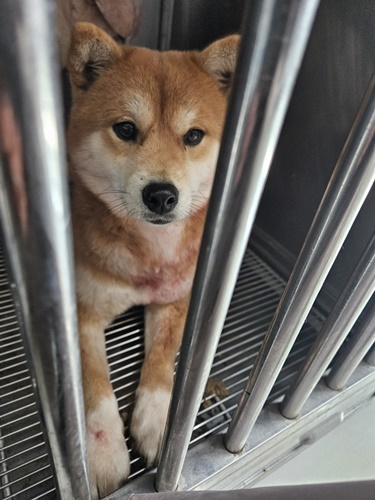믹스견 이미지 파일 입니다.