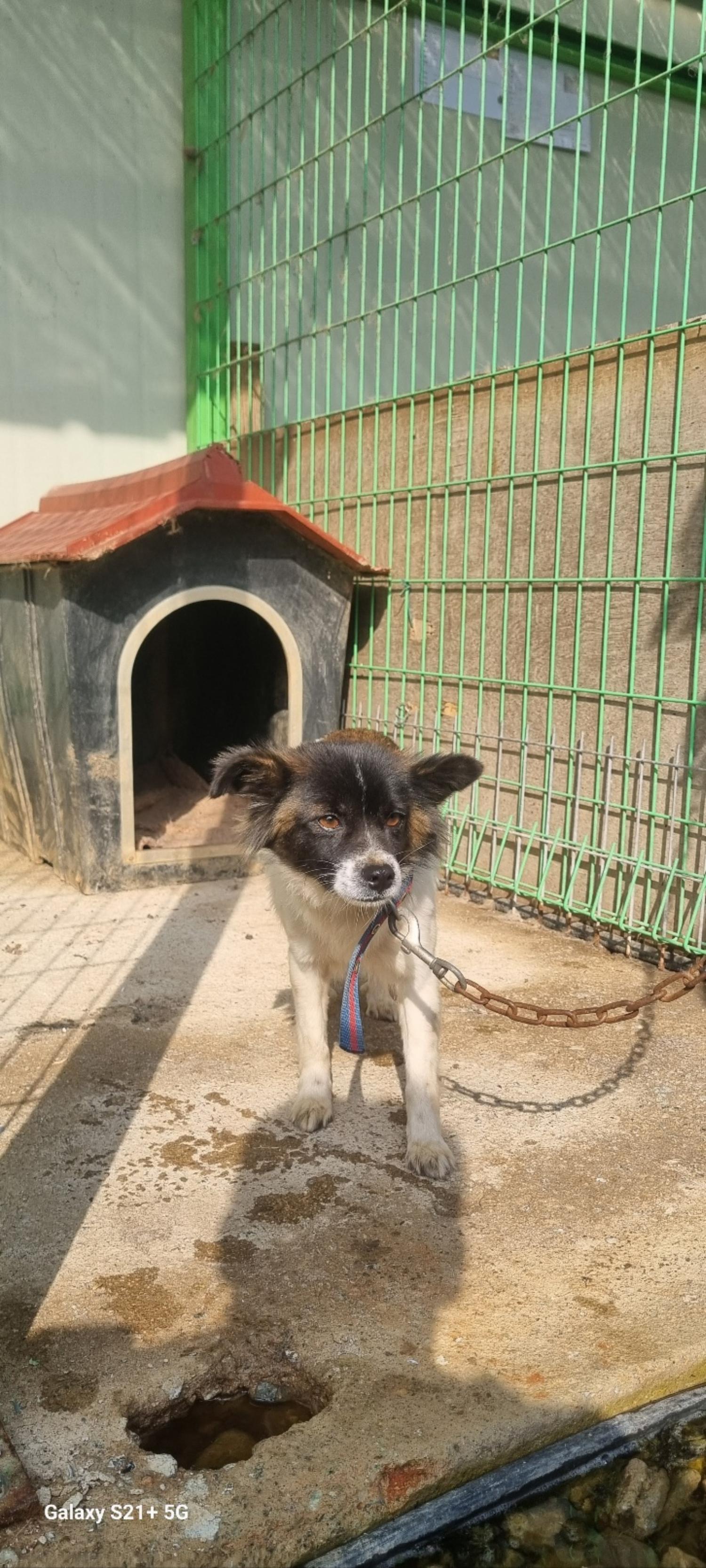 믹스견 이미지 파일 입니다.