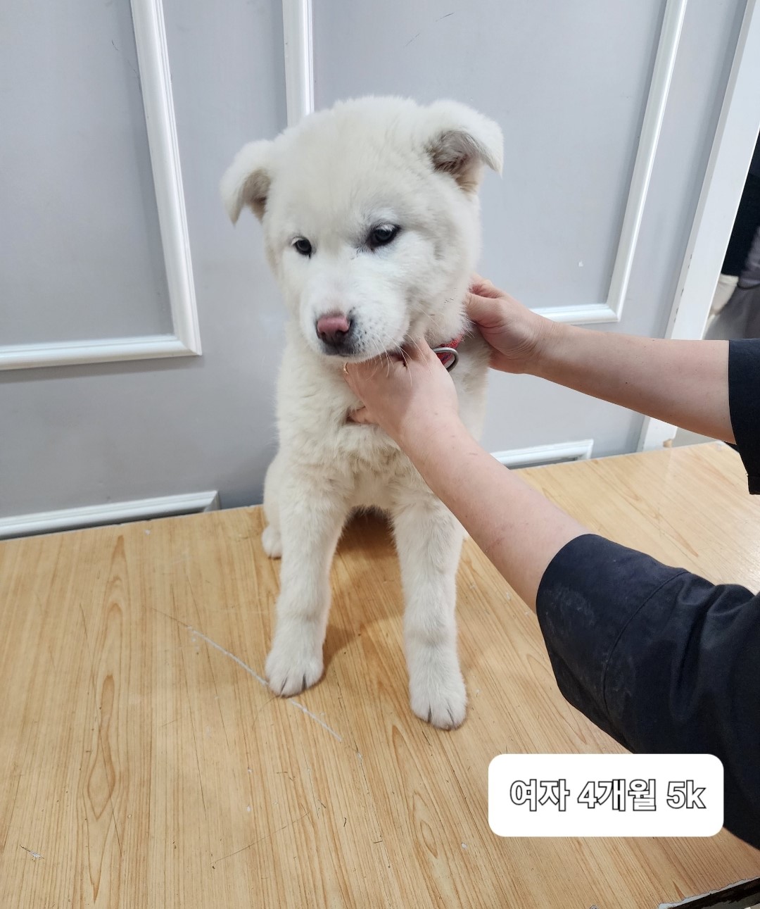 믹스견 이미지 파일 입니다.