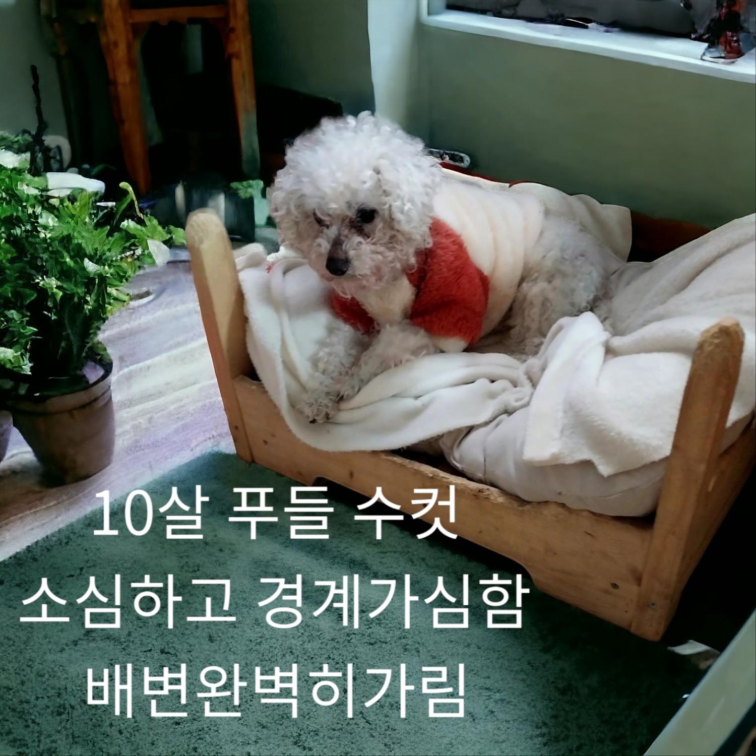 푸들 이미지 파일 입니다.