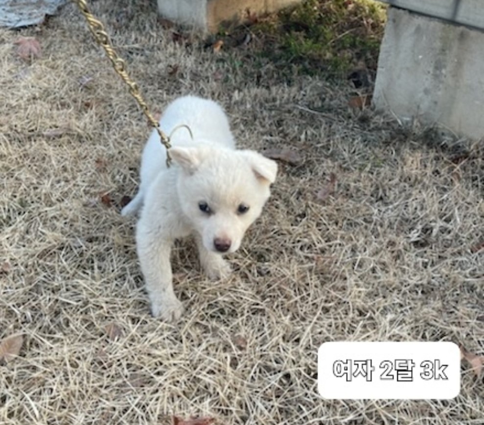 믹스견 이미지 파일 입니다.