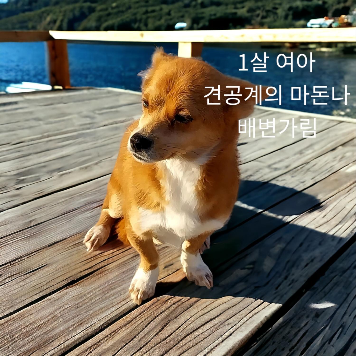 믹스견 이미지 파일 입니다.