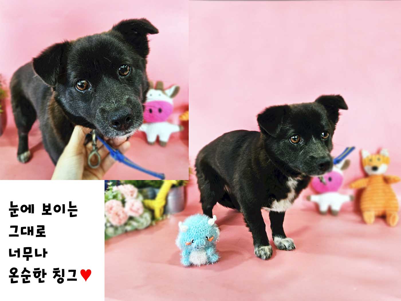 믹스견 이미지 파일 입니다.
