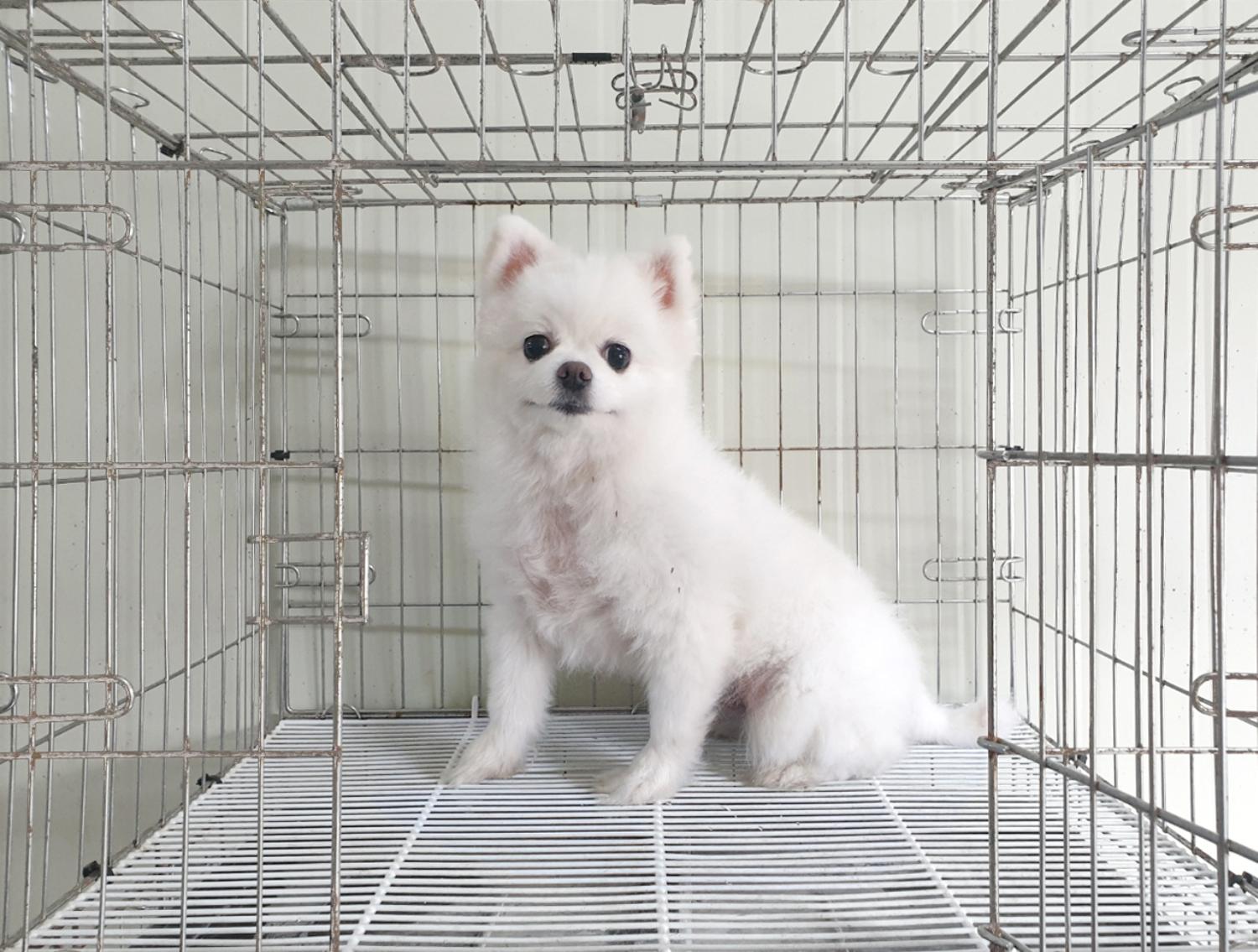 포메라니안 이미지 파일 입니다.