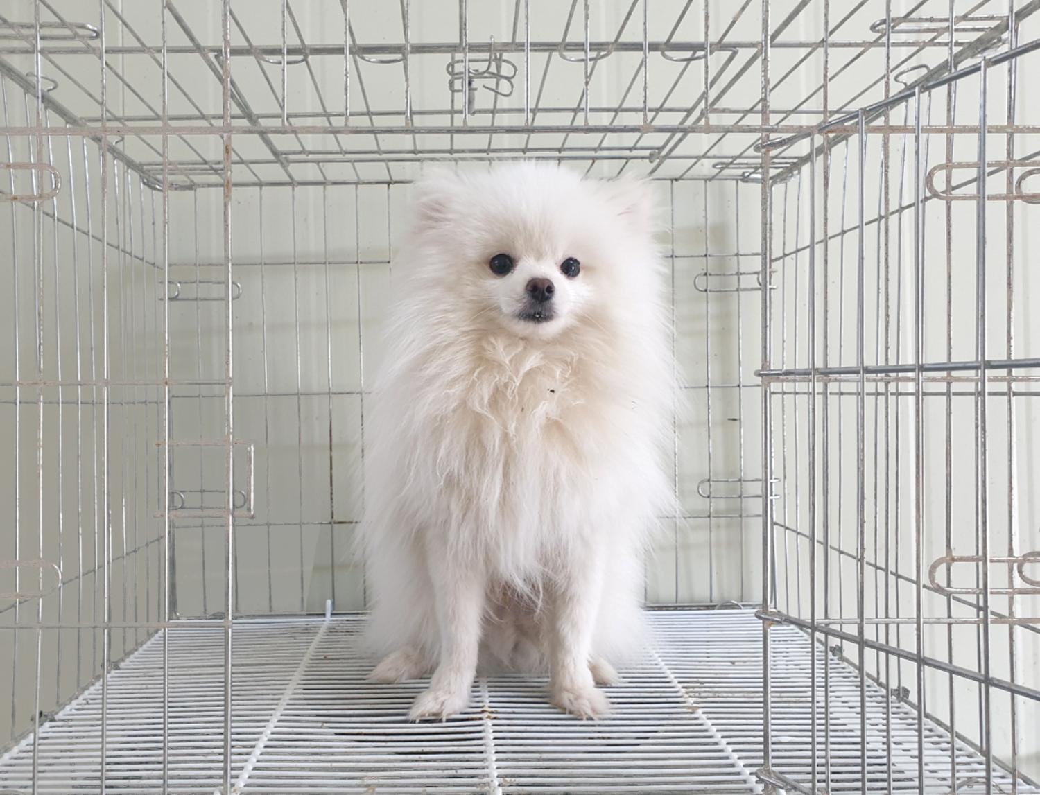 포메라니안 이미지 파일 입니다.