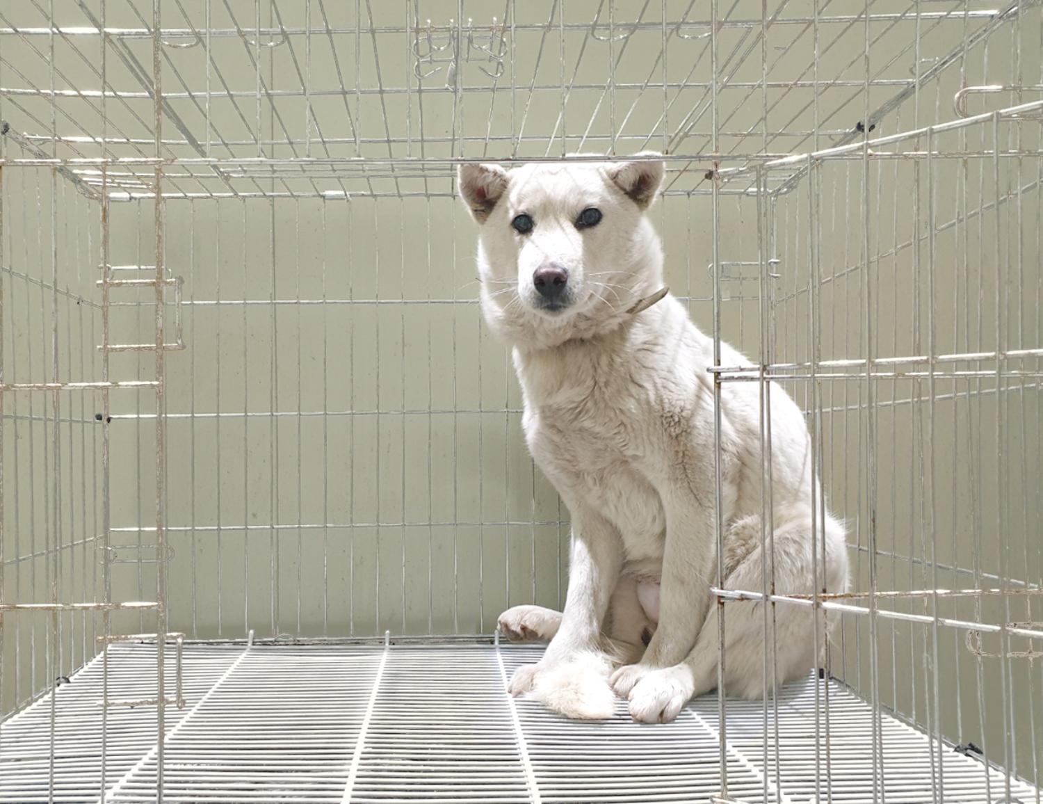 믹스견 이미지 파일 입니다.