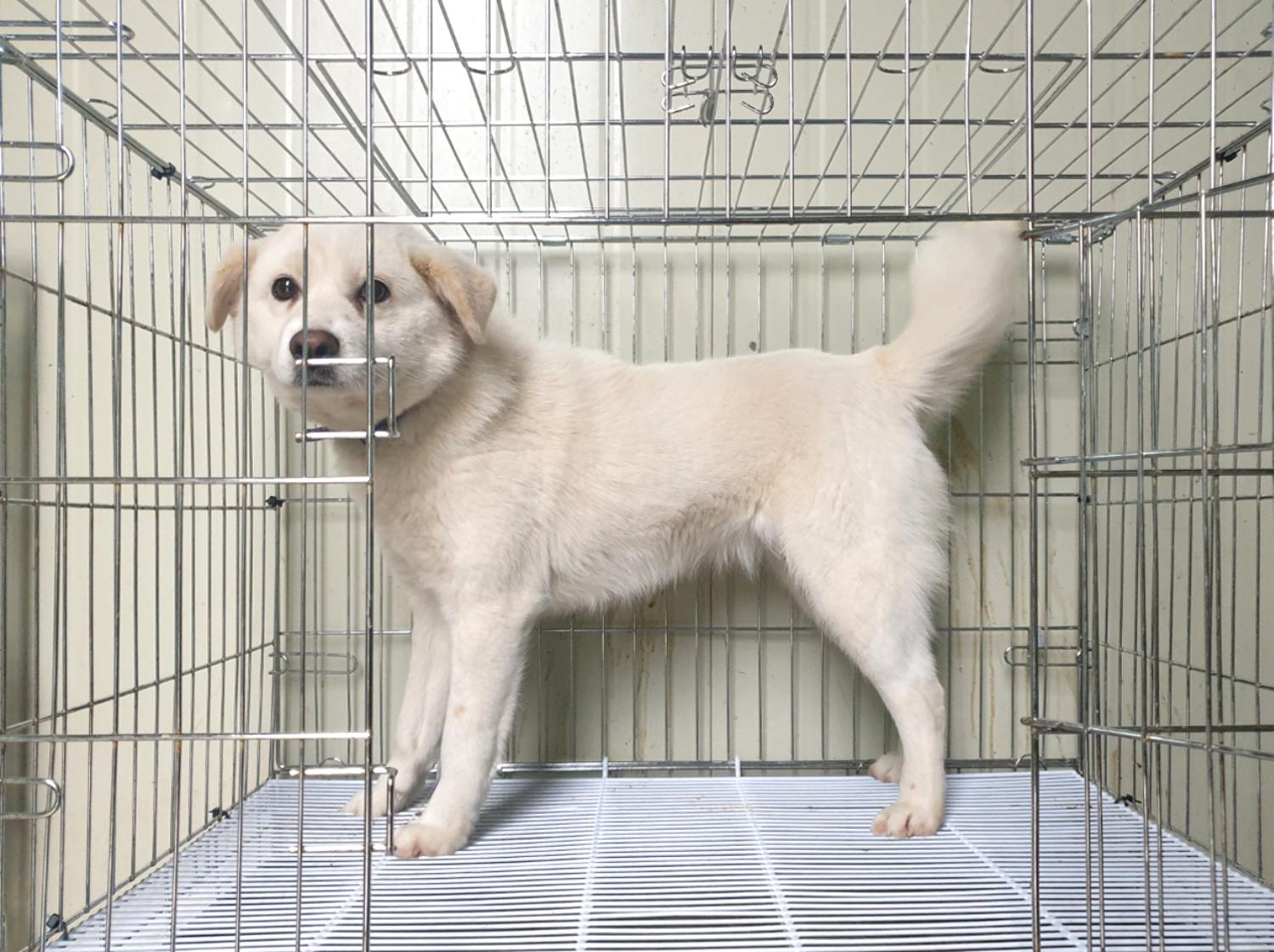 믹스견 이미지 파일 입니다.