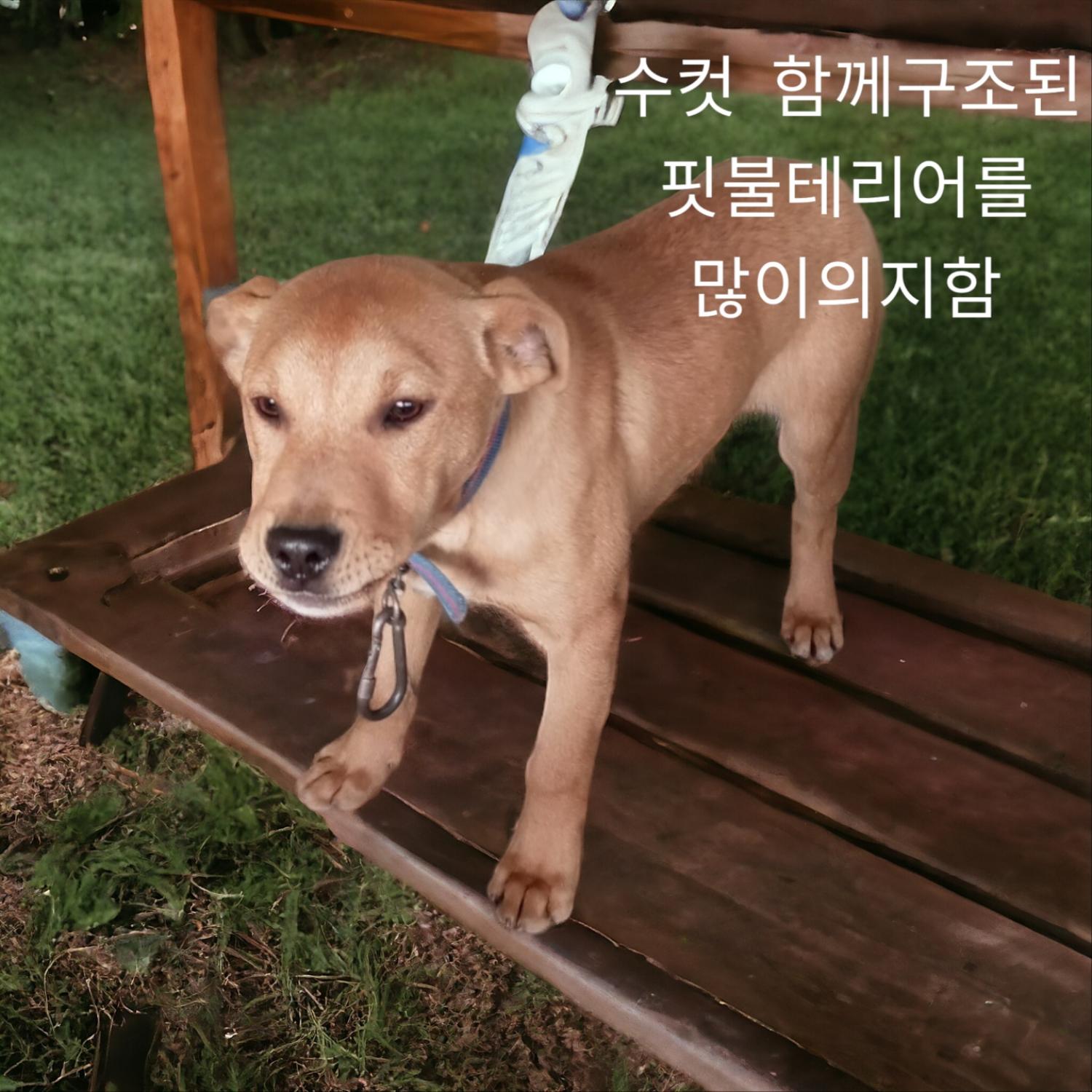 믹스견 이미지 파일 입니다.