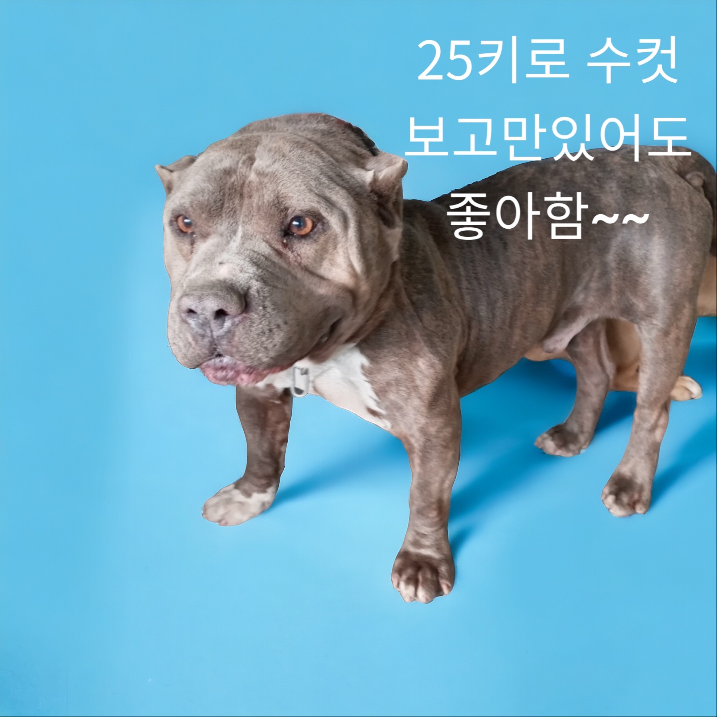 핏불테리어 이미지 파일 입니다.
