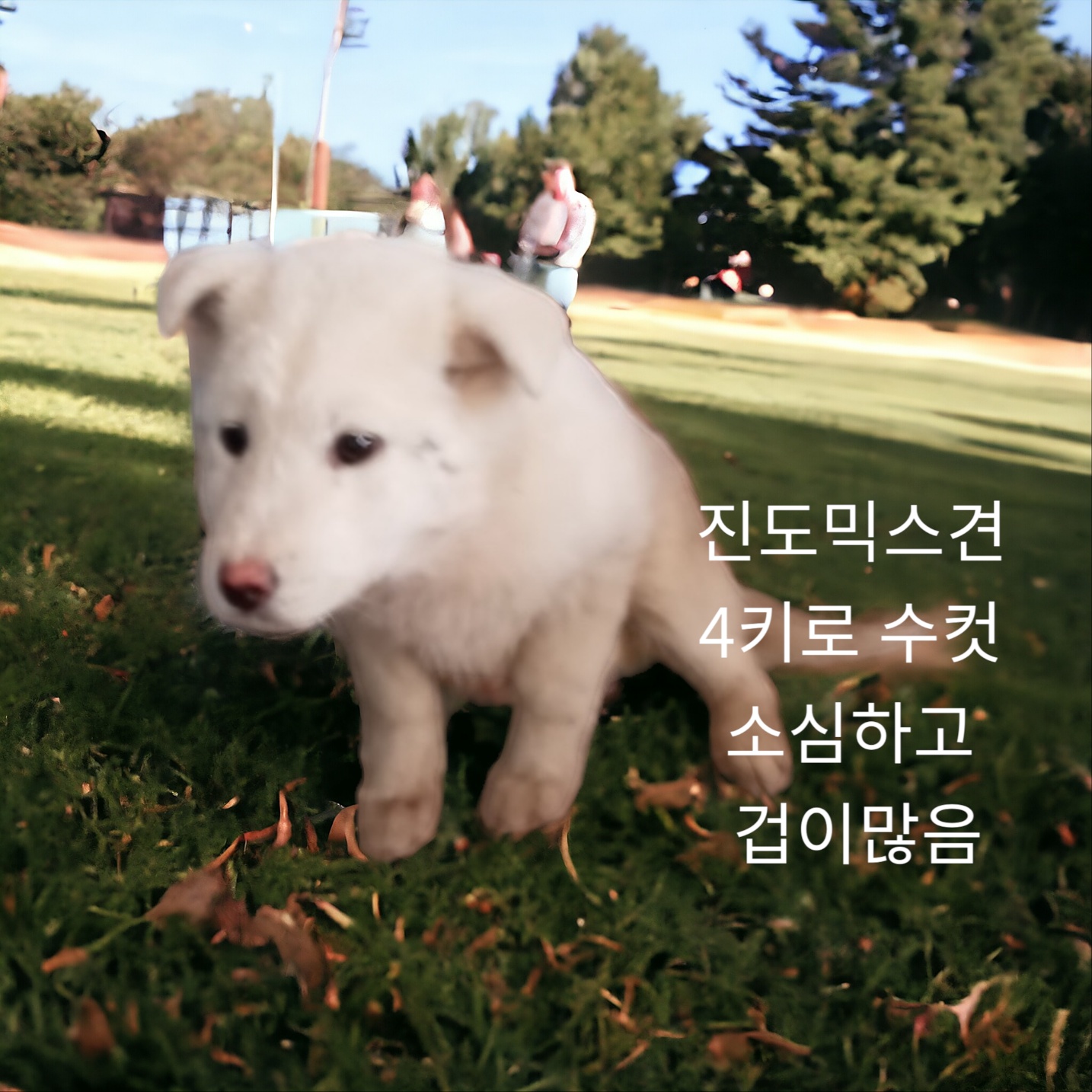 믹스견 이미지 파일 입니다.