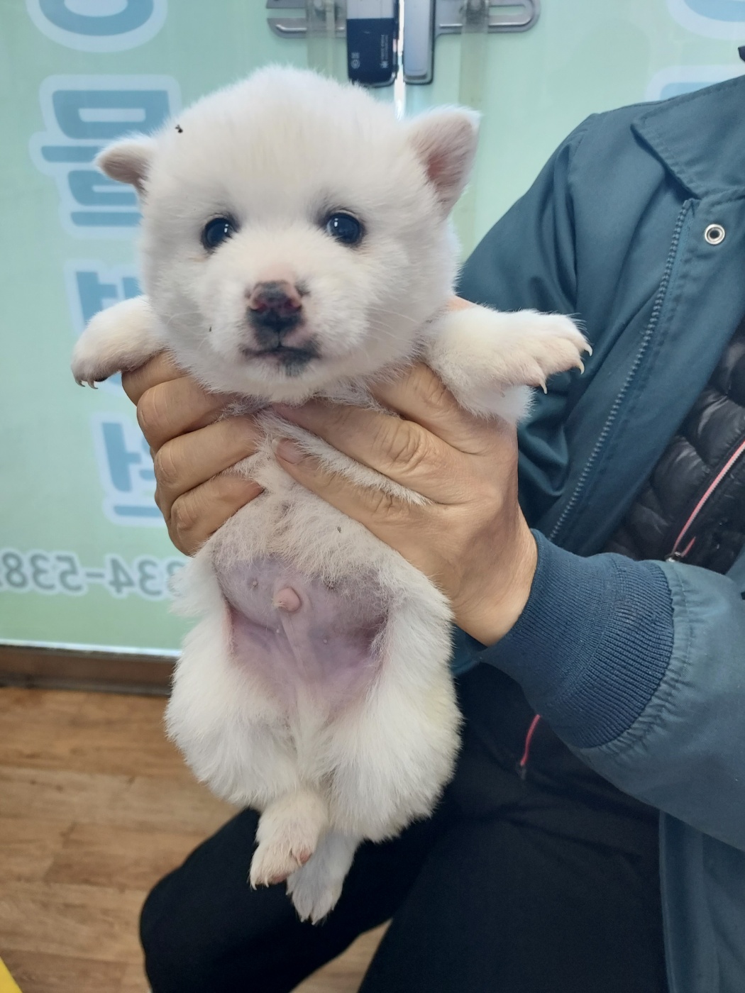 믹스견 이미지 파일 입니다.