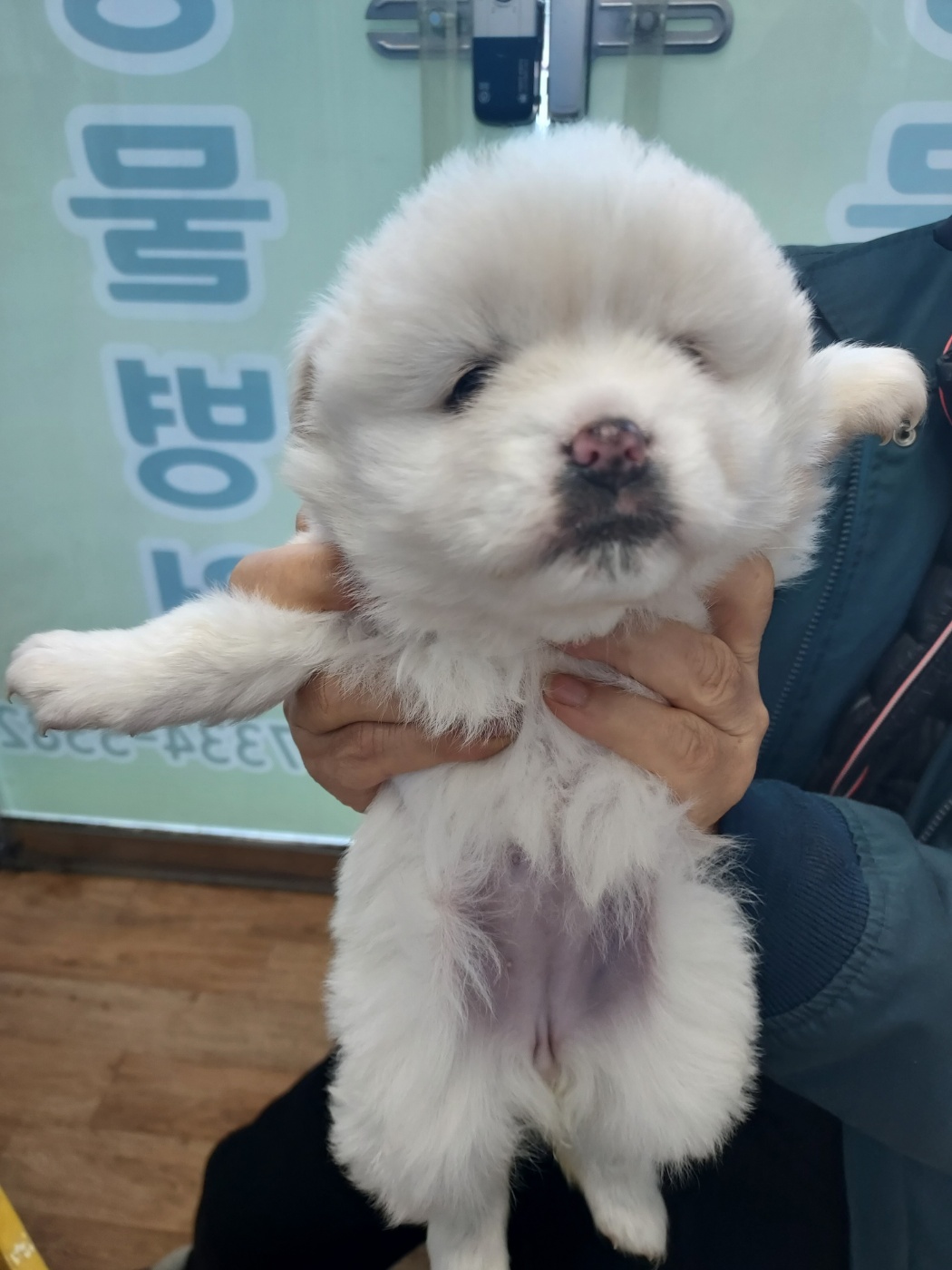 믹스견 이미지 파일 입니다.