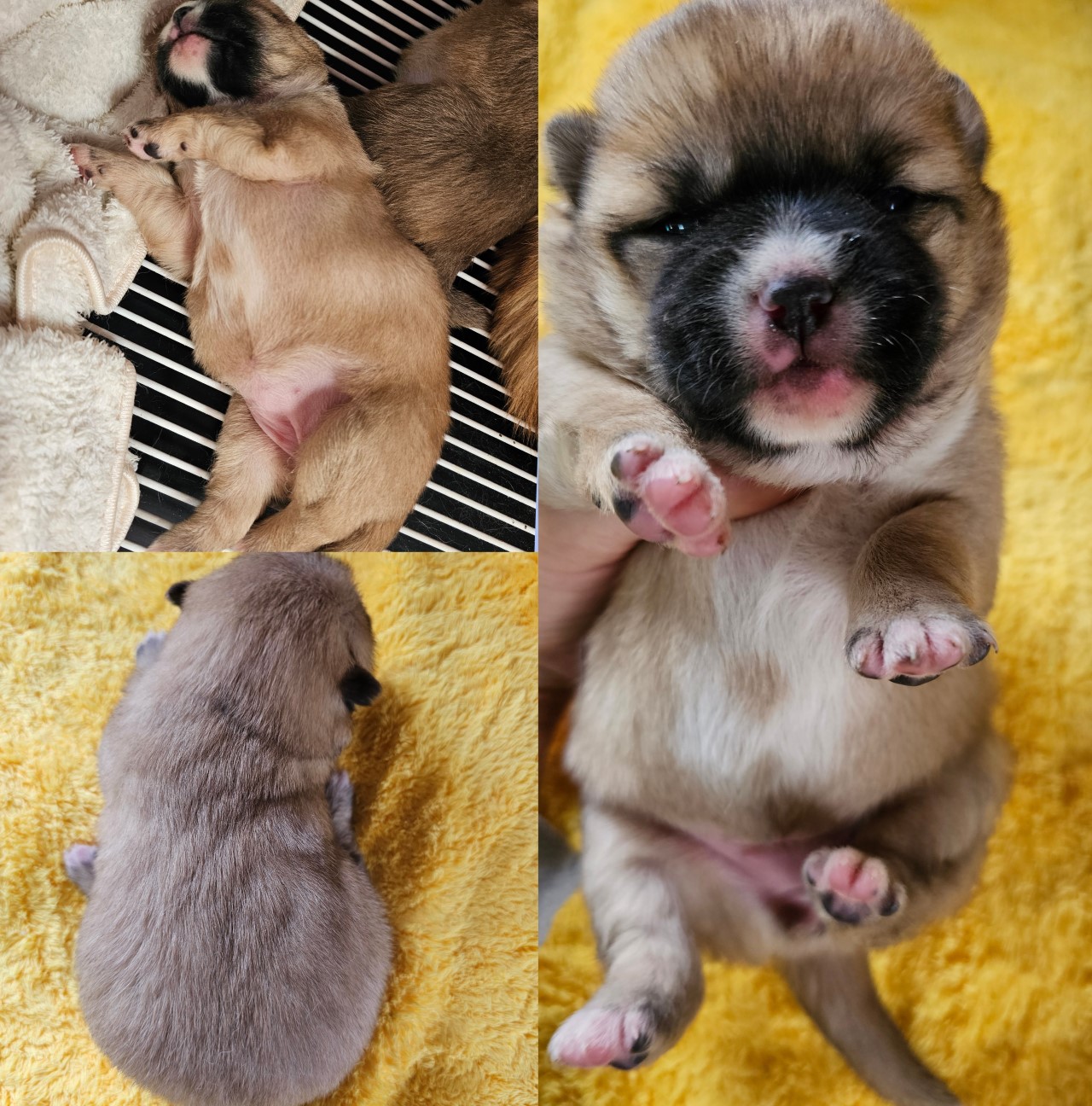 믹스견 이미지 파일 입니다.