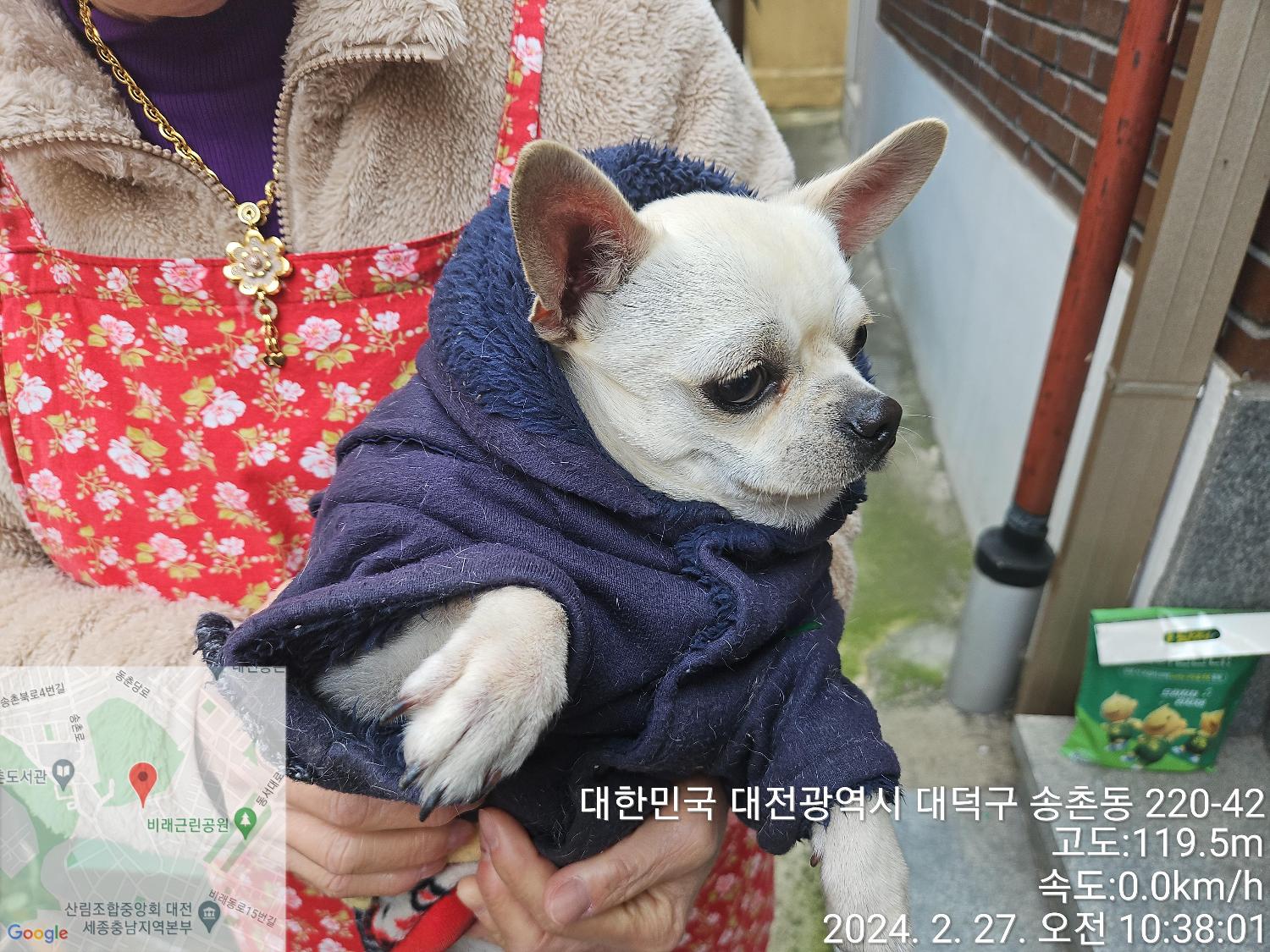 믹스견 이미지 파일 입니다.