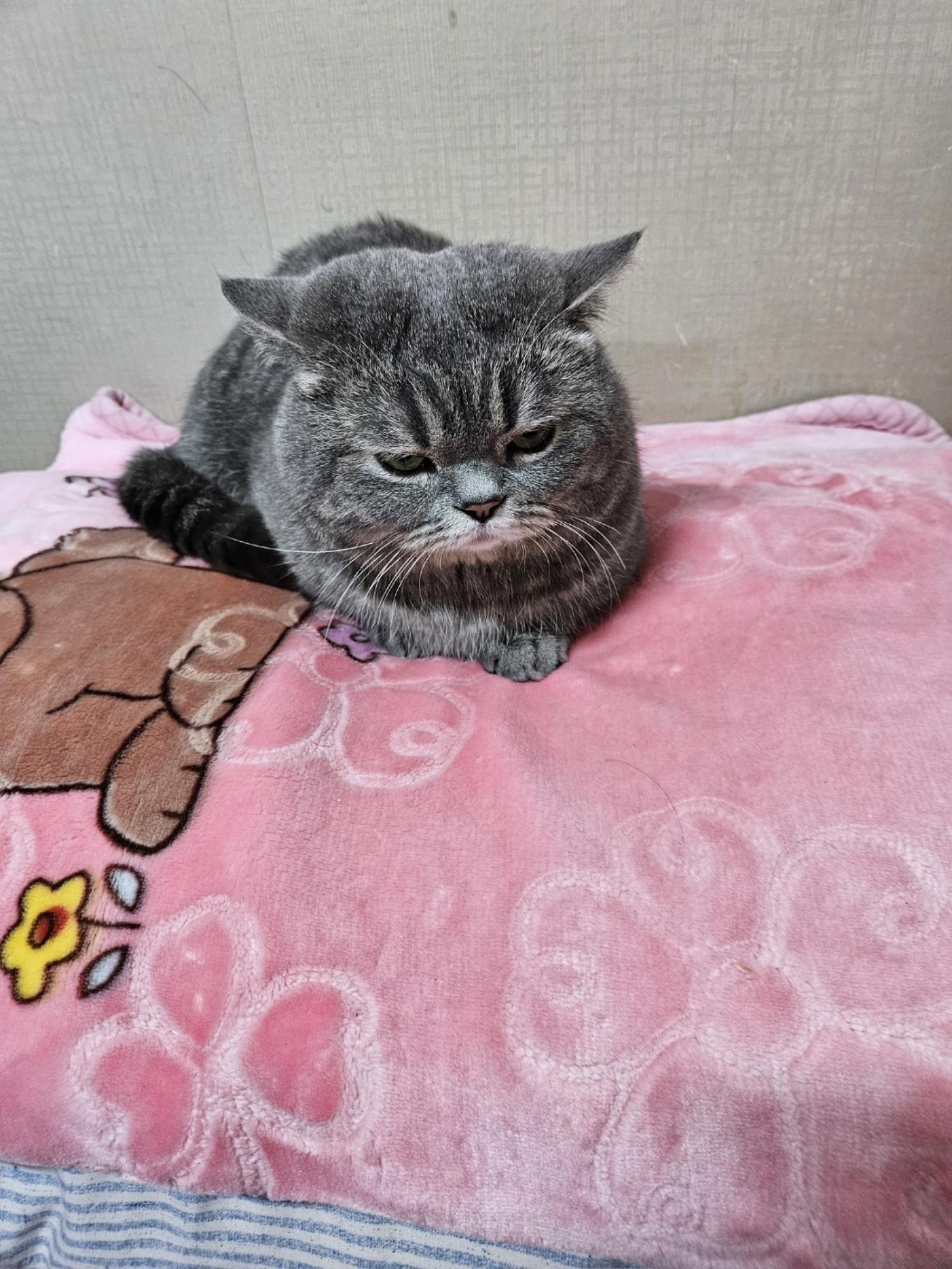 한국 고양이 이미지 파일 입니다.
