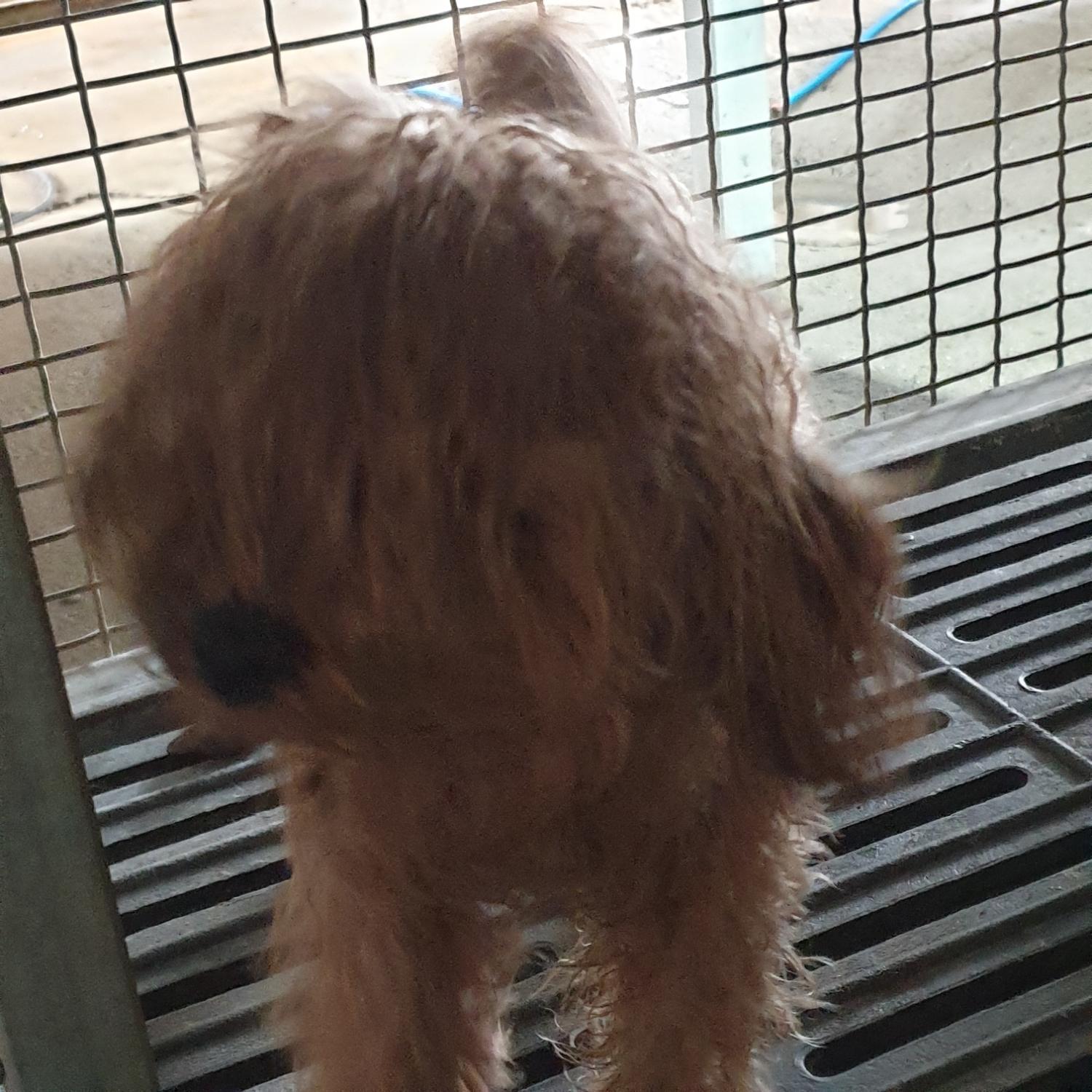 믹스견 이미지 파일 입니다.