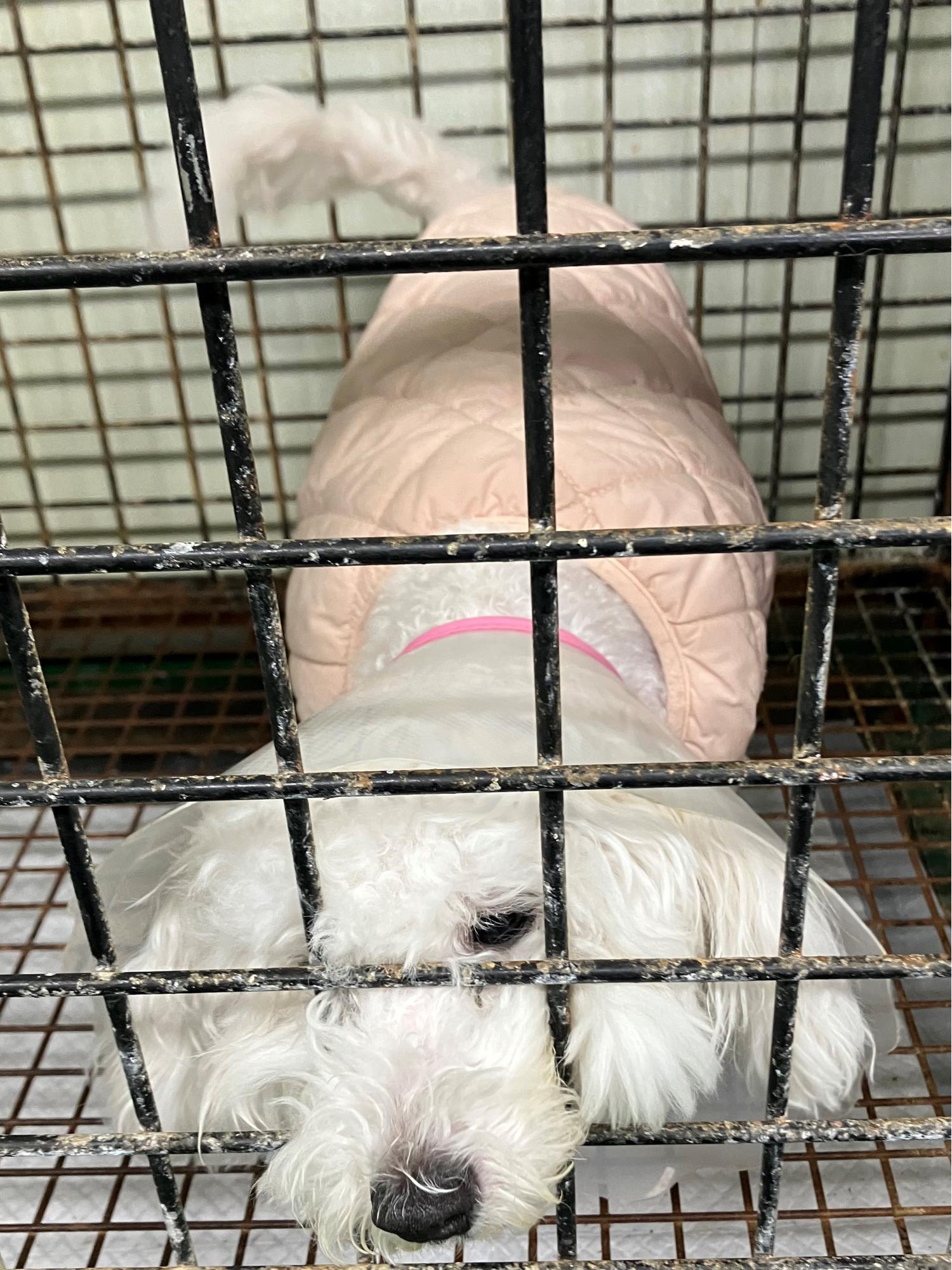 비숑 프리제 이미지 파일 입니다.