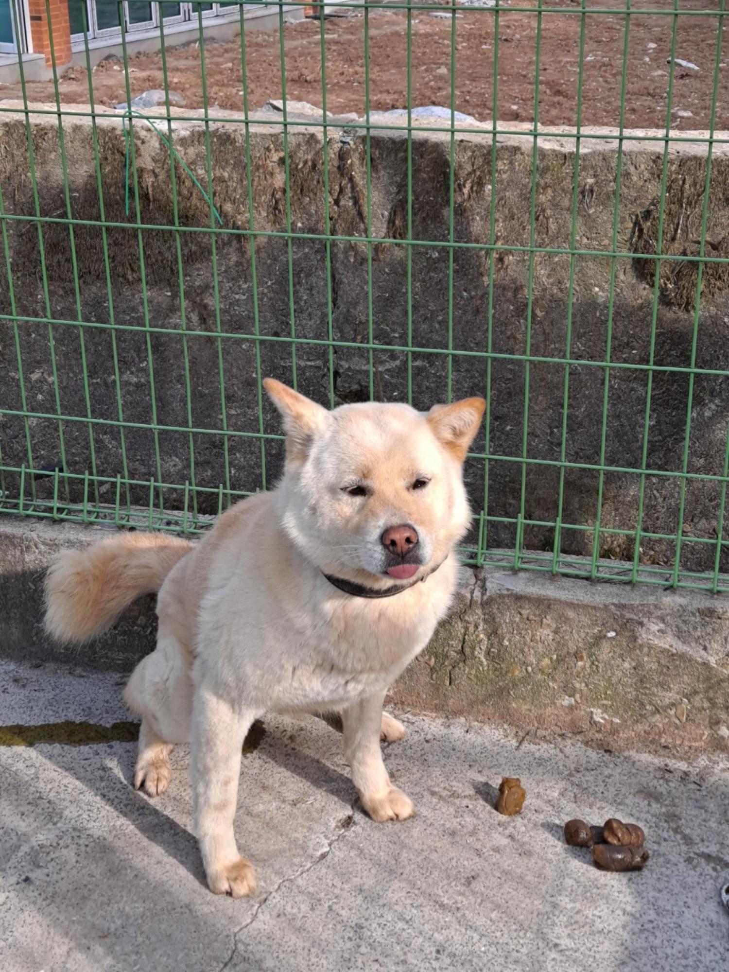 믹스견 이미지 파일 입니다.