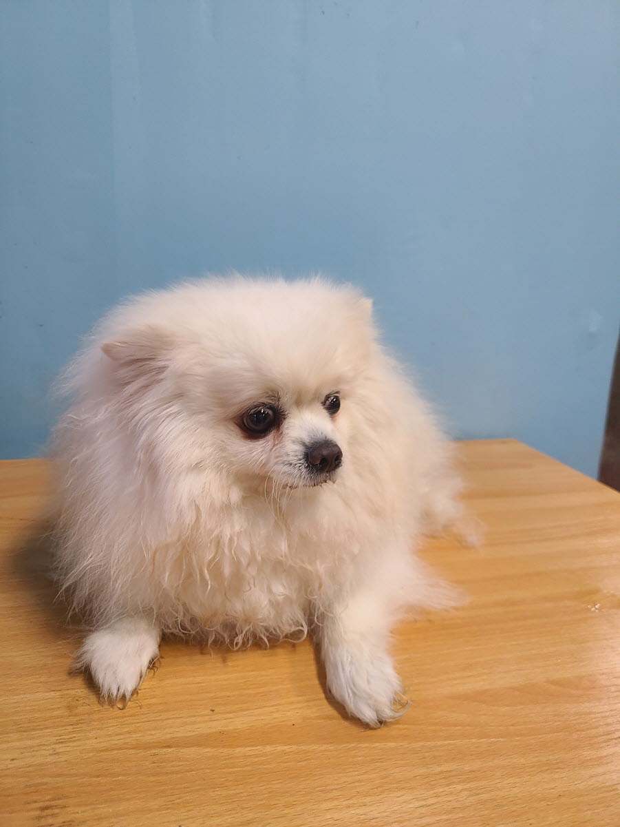 포메라니안 이미지 파일 입니다.