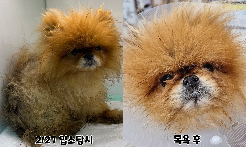 포메라니안 이미지 파일 입니다.