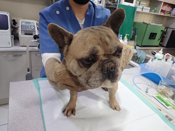 프렌치 불독 이미지 파일 입니다.