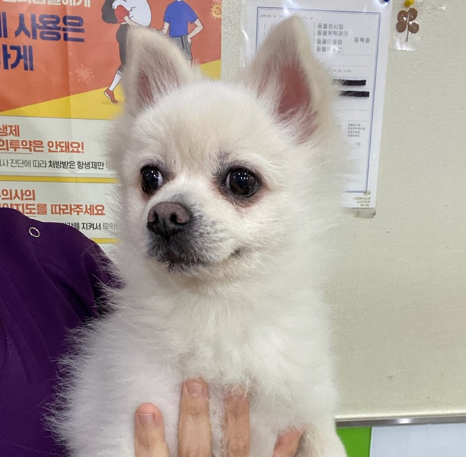 포메라니안 이미지 파일 입니다.