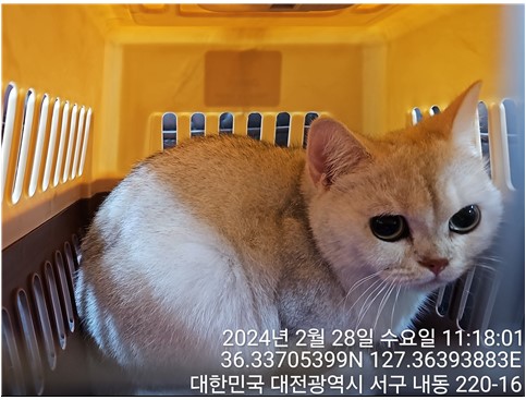 브리티시 쇼트헤어 이미지 파일 입니다.