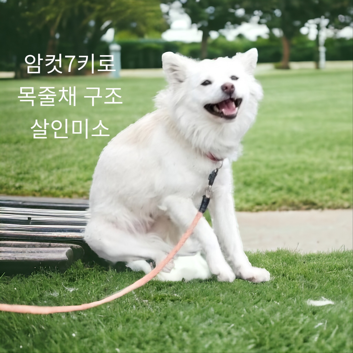 스피츠믹스인듯 이미지 파일 입니다.