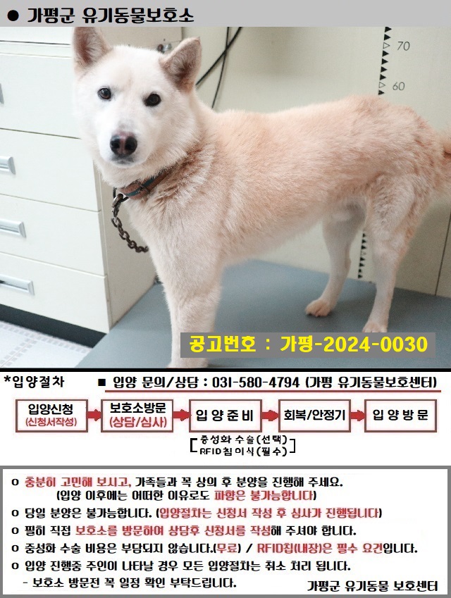 믹스견 이미지 파일 입니다.