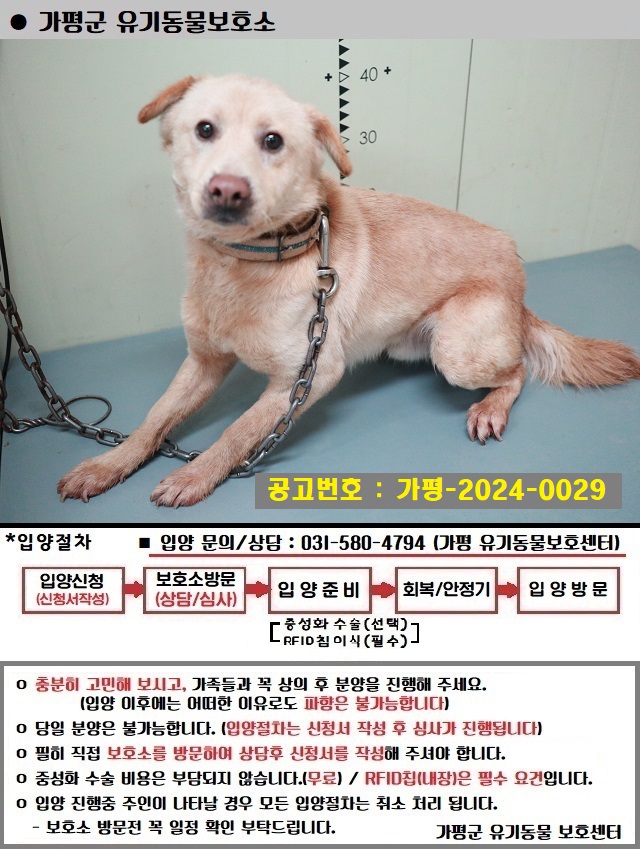 믹스견 이미지 파일 입니다.