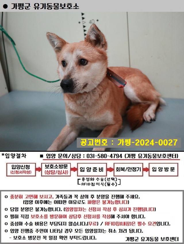믹스견 이미지 파일 입니다.