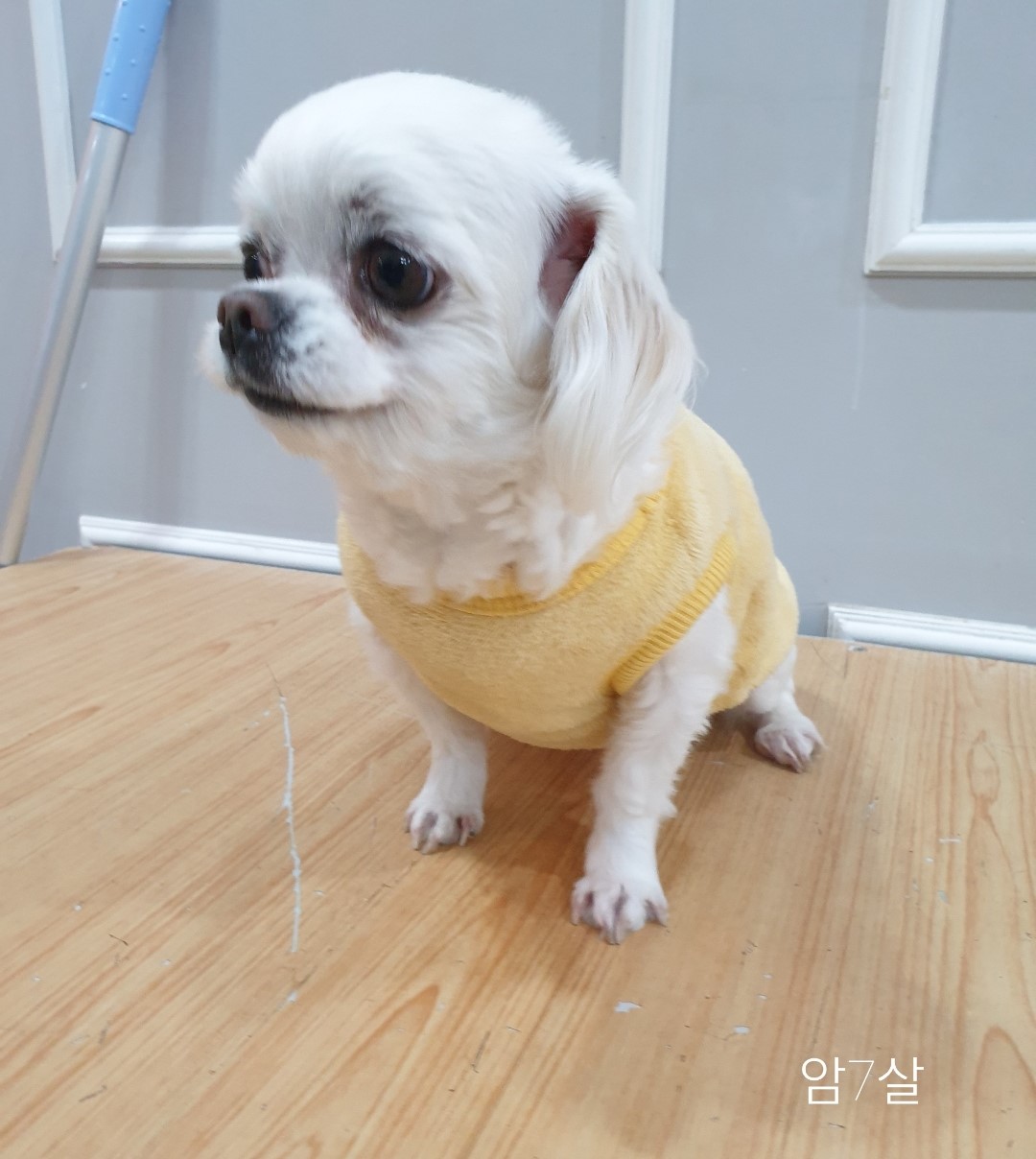 말티즈 이미지 파일 입니다.