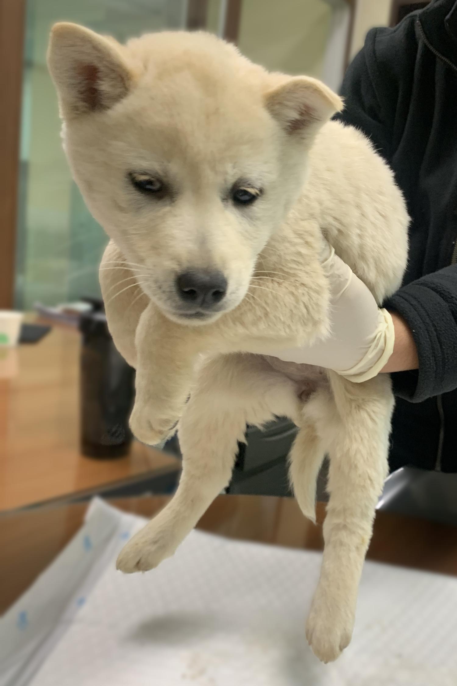 믹스견 이미지 파일 입니다.