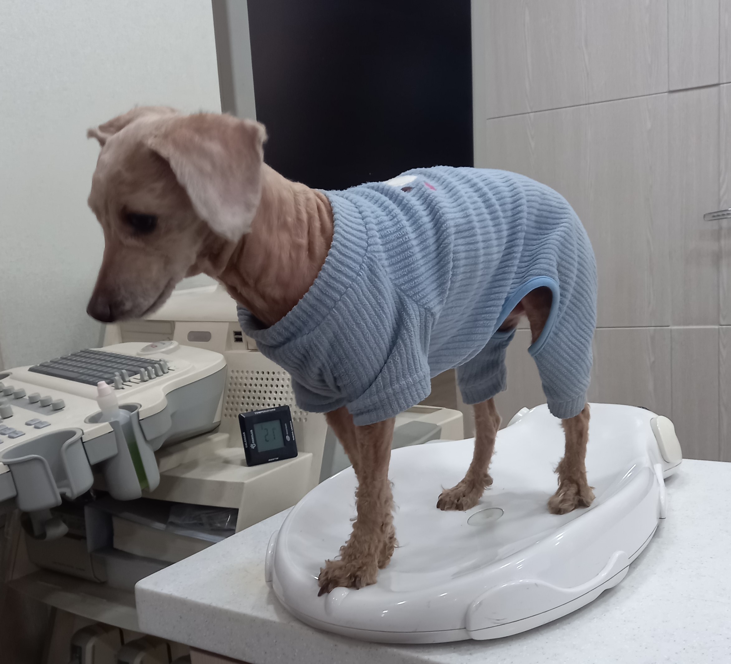 푸들 이미지 파일 입니다.