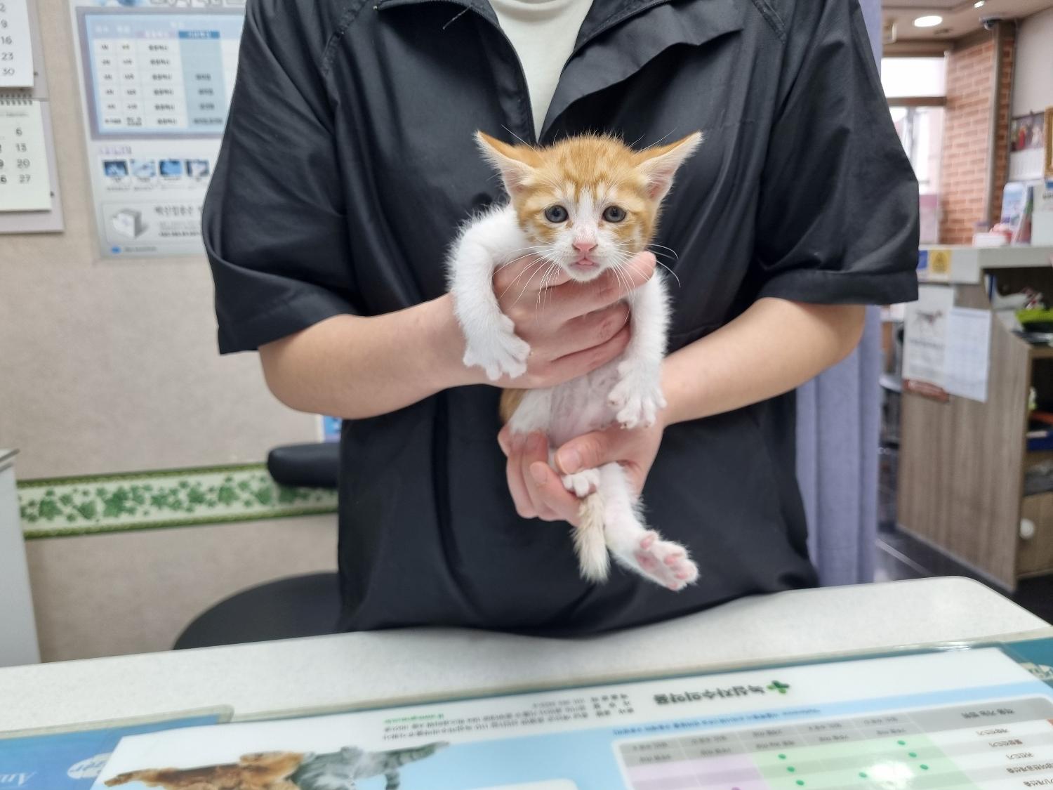 한국 고양이 이미지 파일 입니다.
