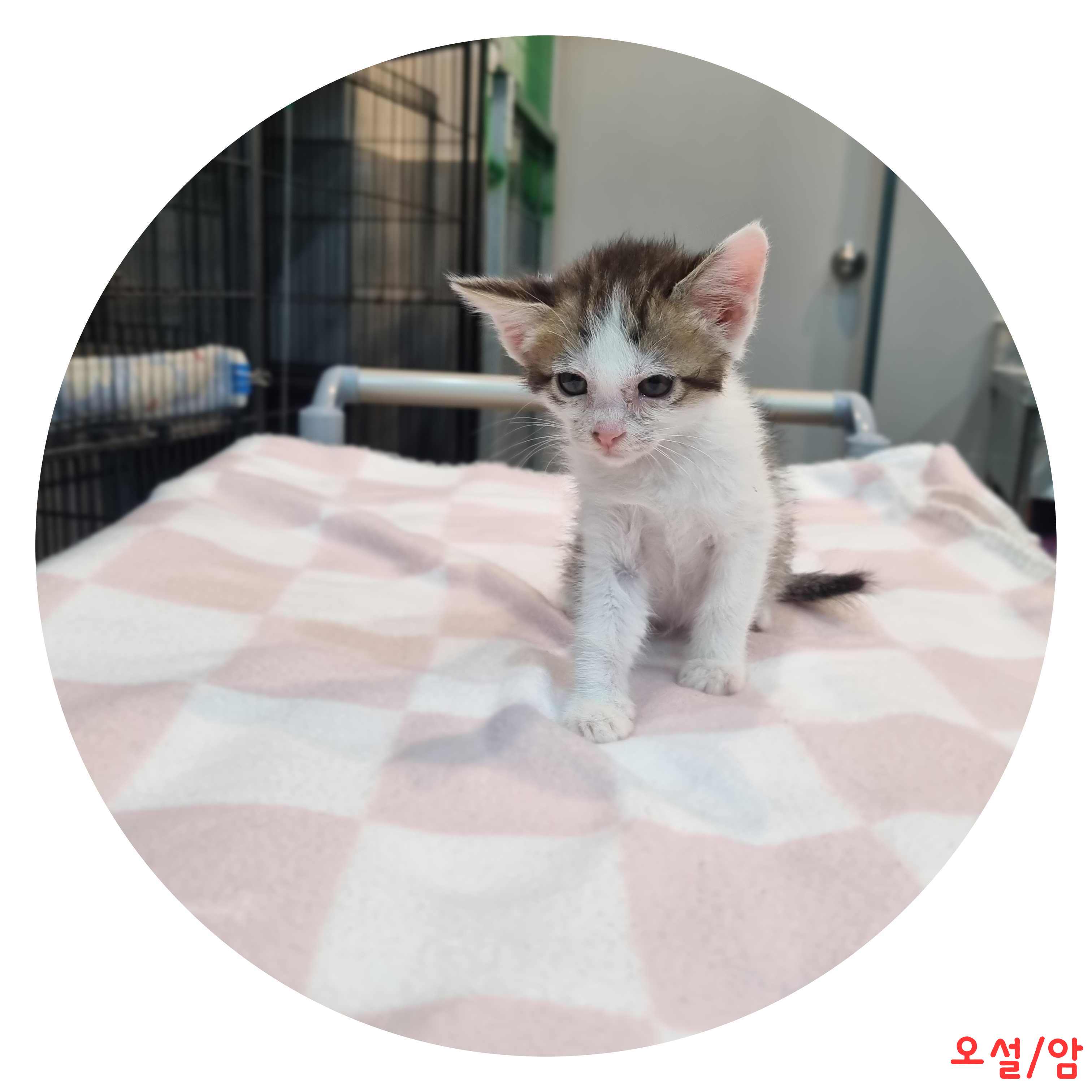 믹스묘 이미지 파일 입니다.