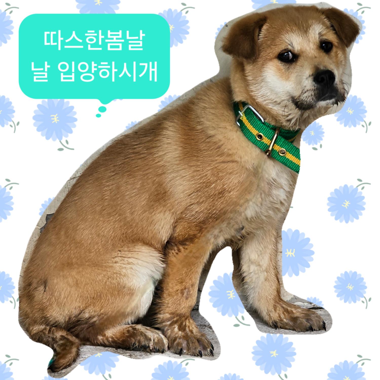 믹스견 이미지 파일 입니다.