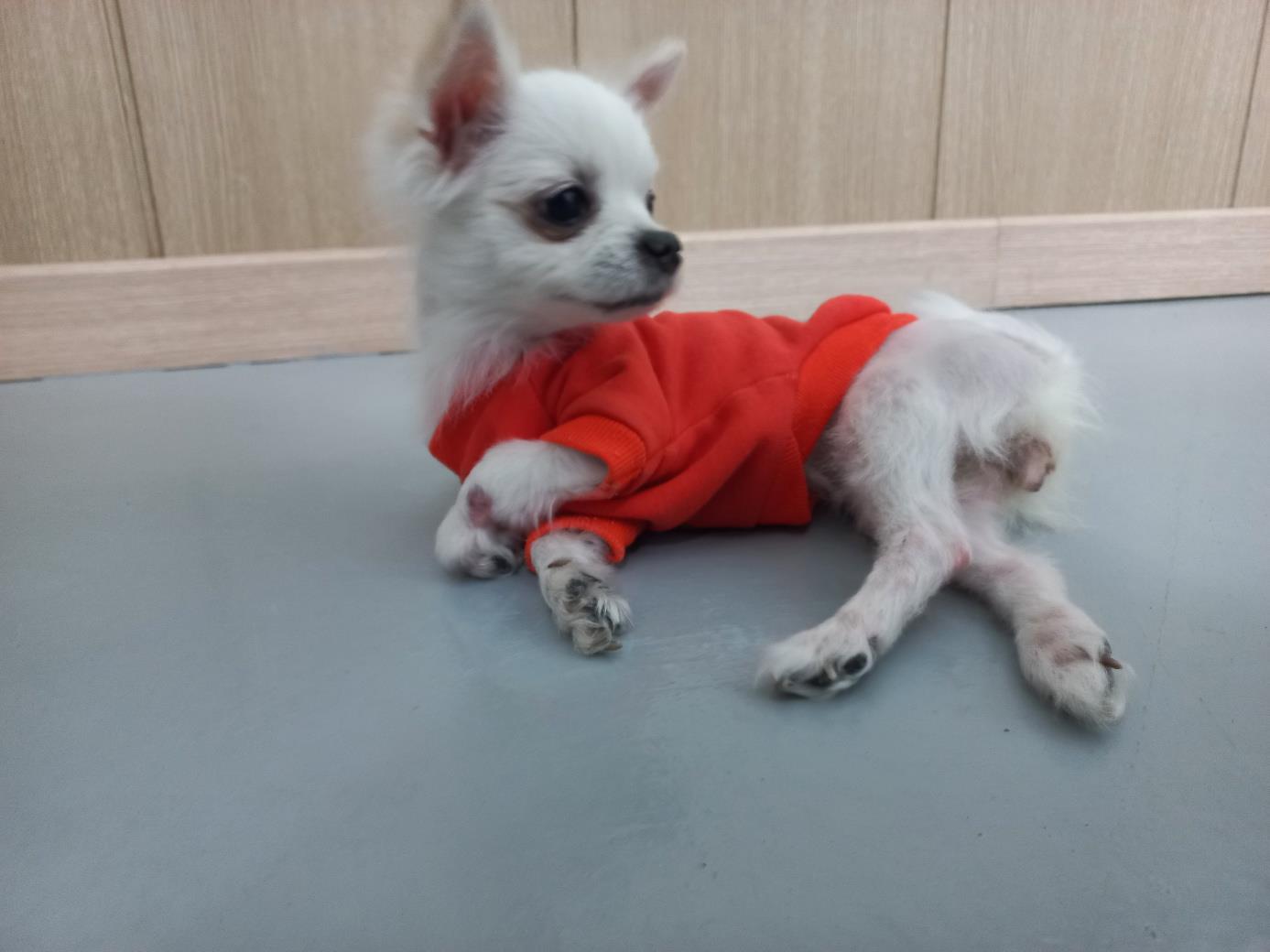 치와와 이미지 파일 입니다.