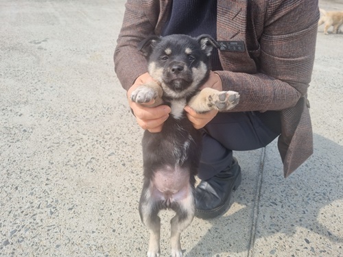믹스견 이미지 파일 입니다.