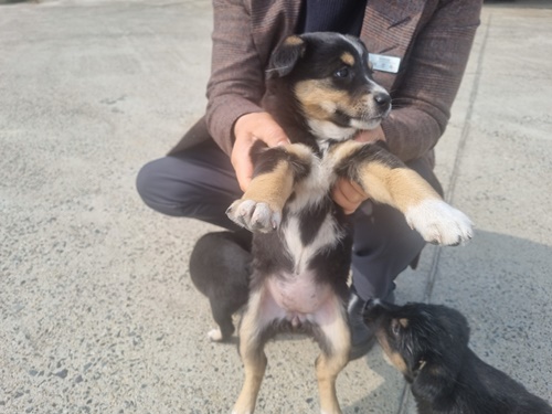 믹스견 이미지 파일 입니다.