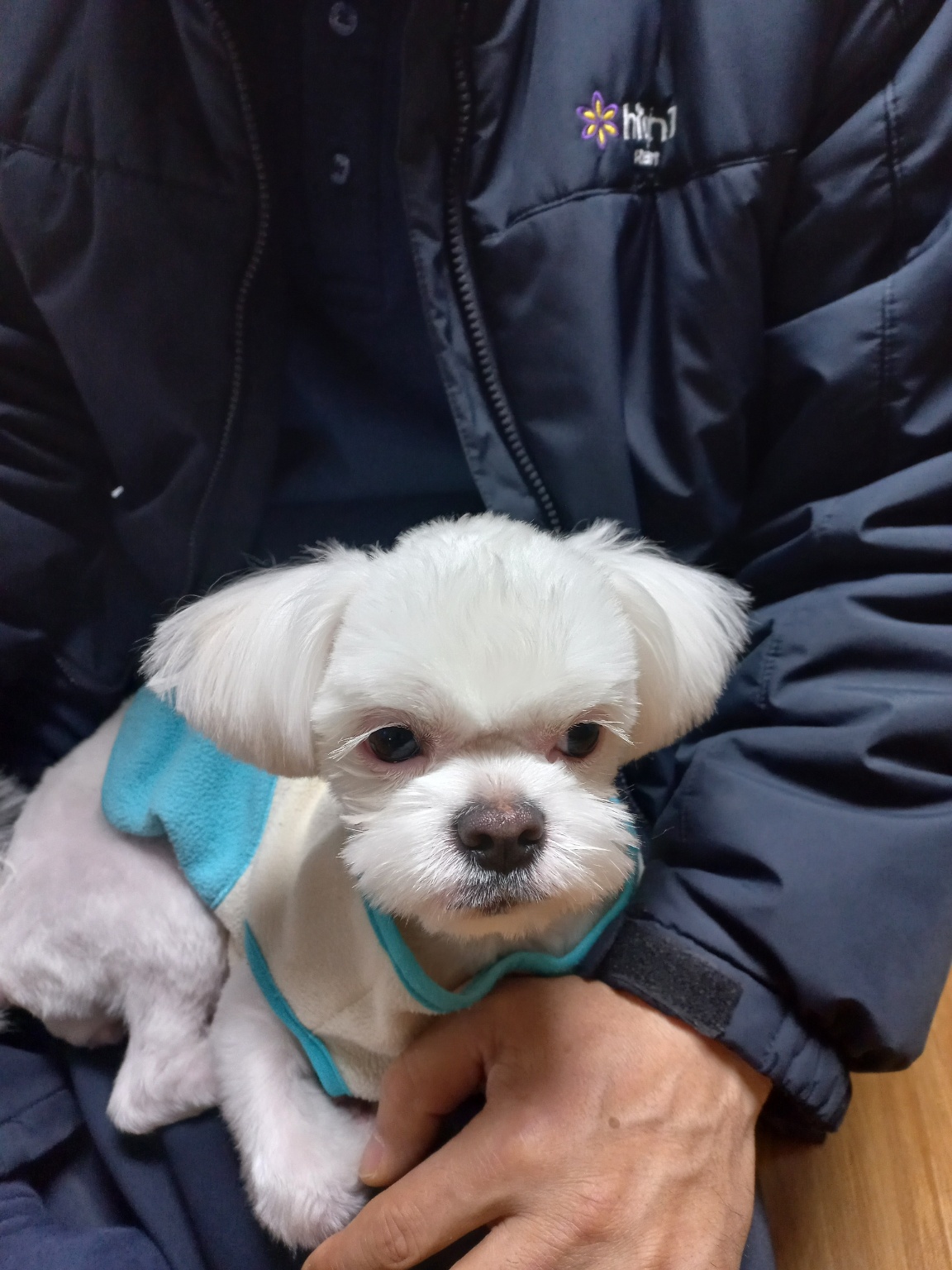 믹스견 이미지 파일 입니다.