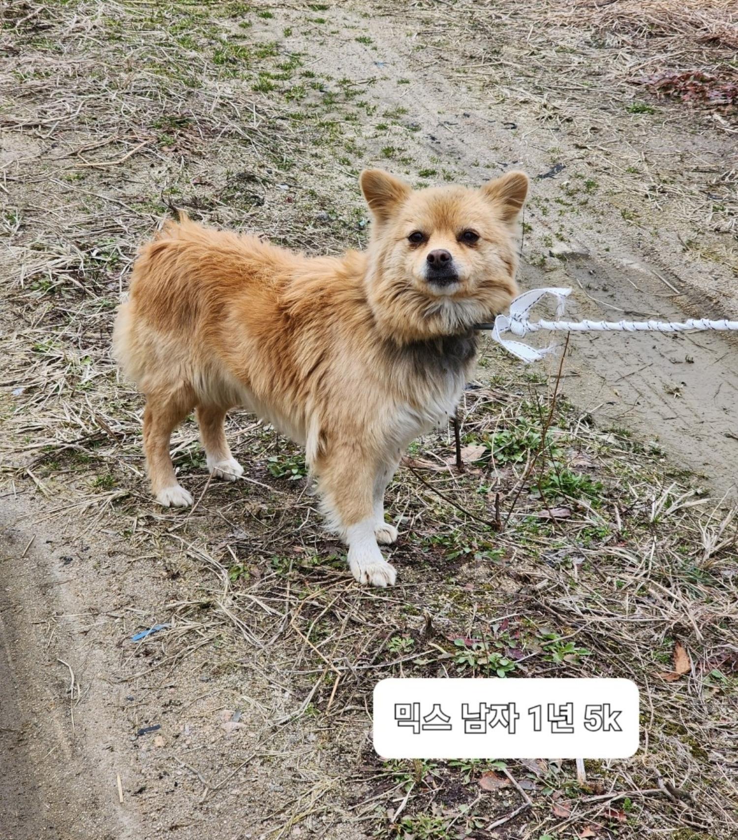 믹스견 이미지 파일 입니다.
