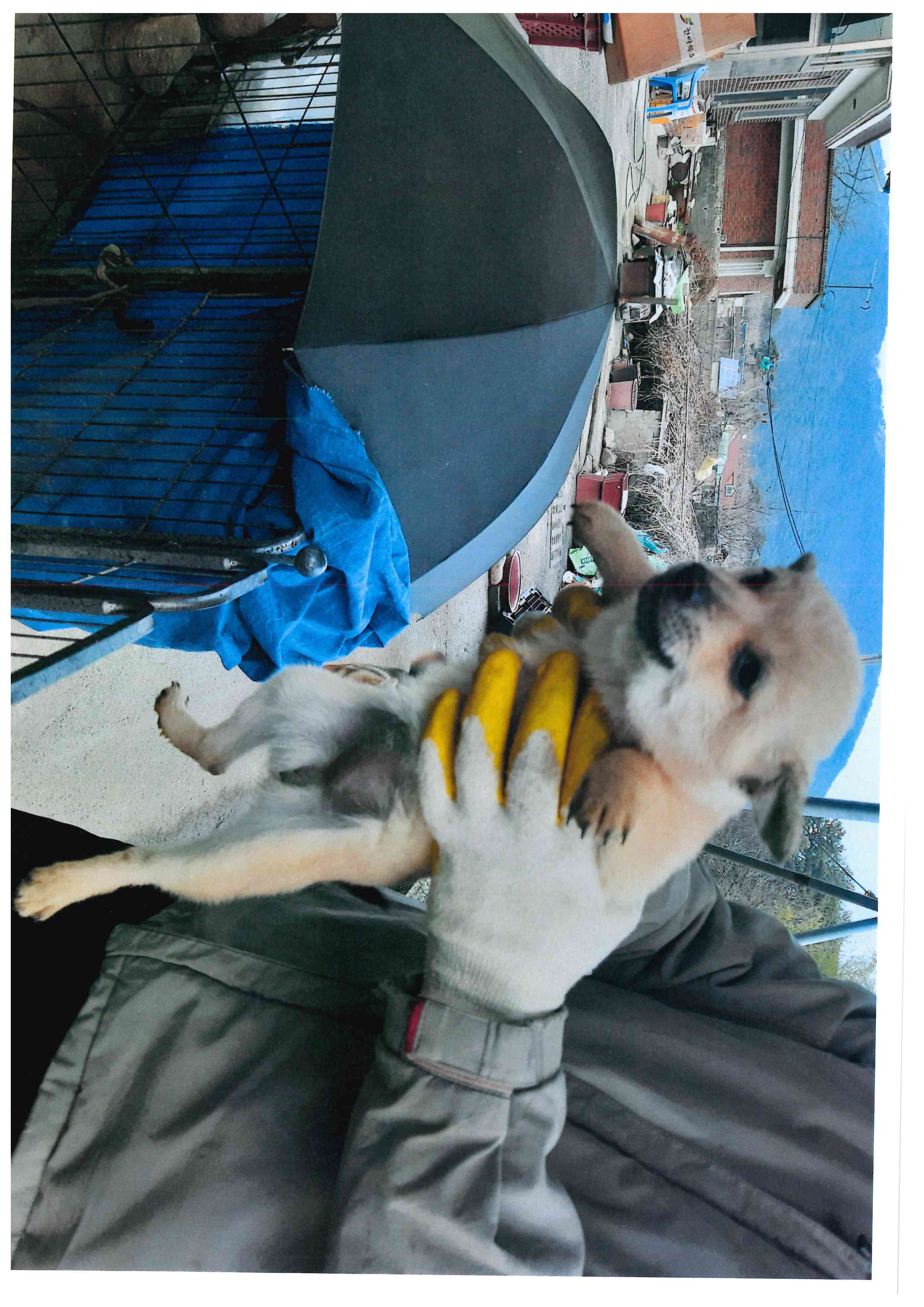 믹스견 이미지 파일 입니다.