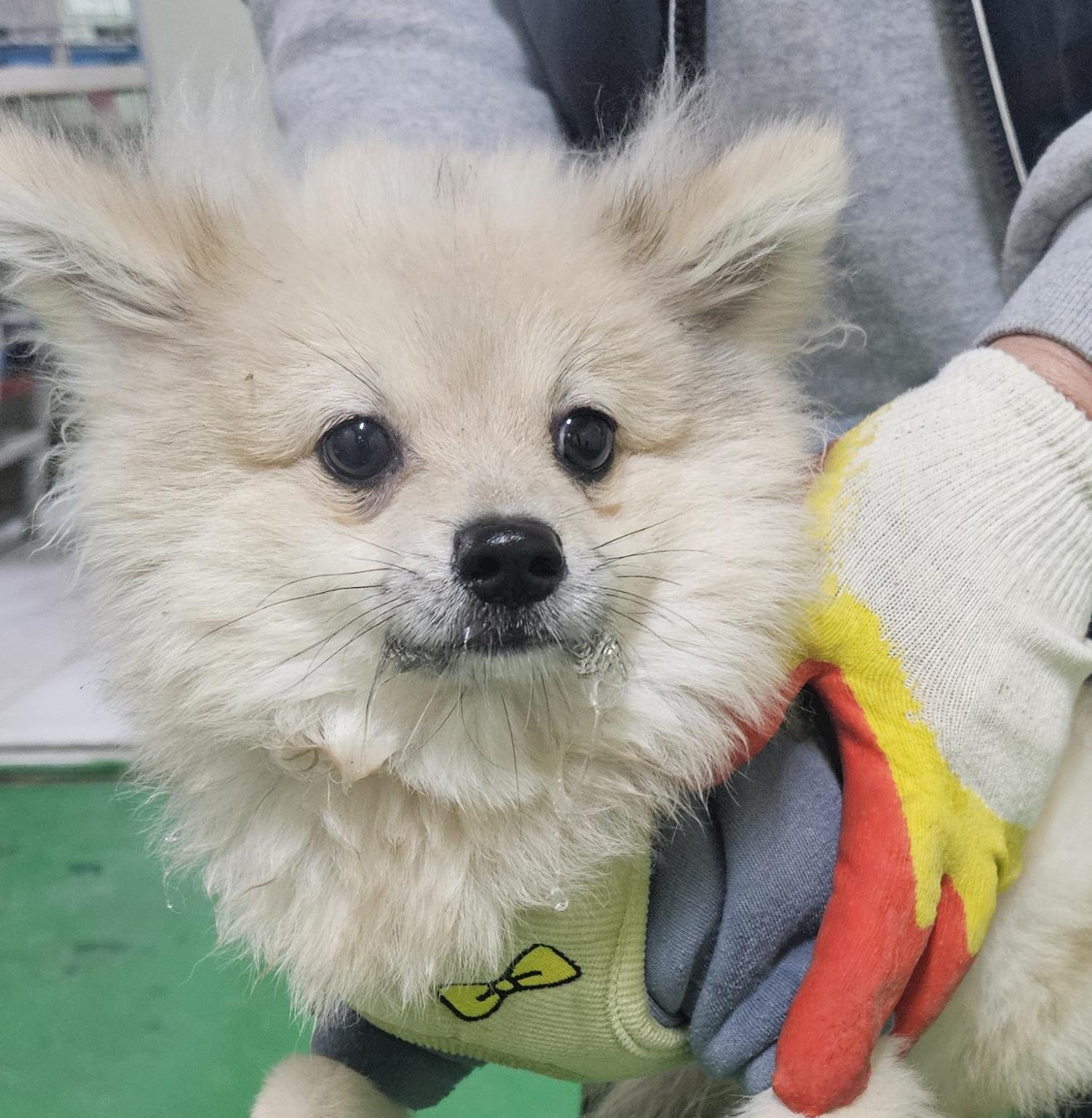 포메라니안 이미지 파일 입니다.