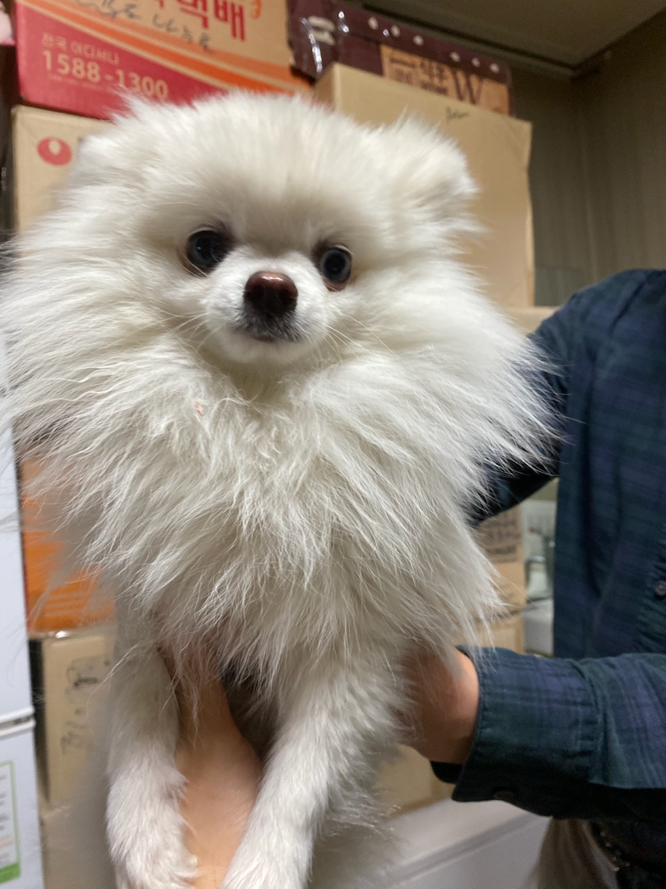 포메라니안 이미지 파일 입니다.